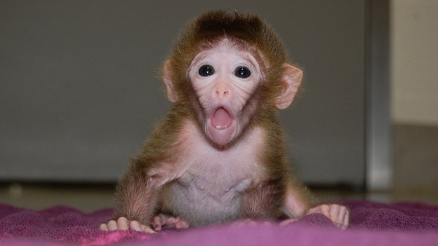 First `mixed embryo` monkeys born
