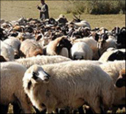 Georgian party denied information about diseased sheep transportation to Turkey