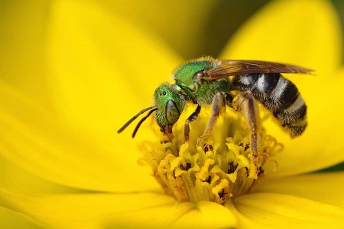 Doctor finds four sweat bees living inside womans eye