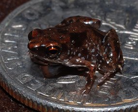 World`s smallest frog discovered