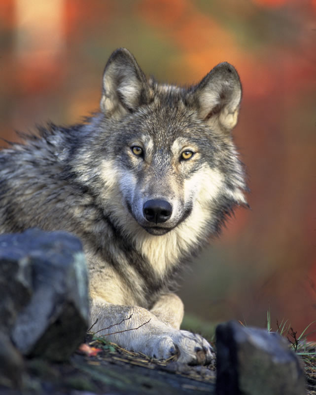 Wolves intrude into several villages in Samegrelo