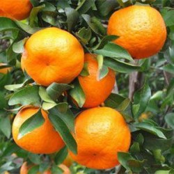 Mandarin export lessens from Abkhazia to Russia
